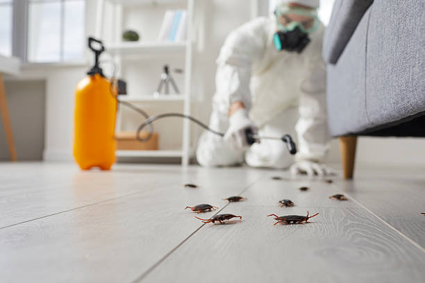 Post-Treatment Bed Bug Interceptor Monitoring in Firestone